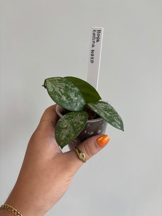 Hoya Collina