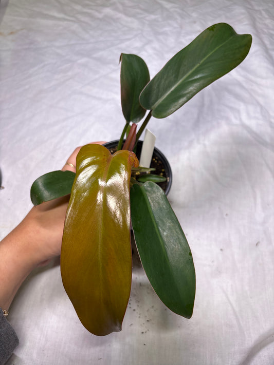 Philodendron Sayaka
