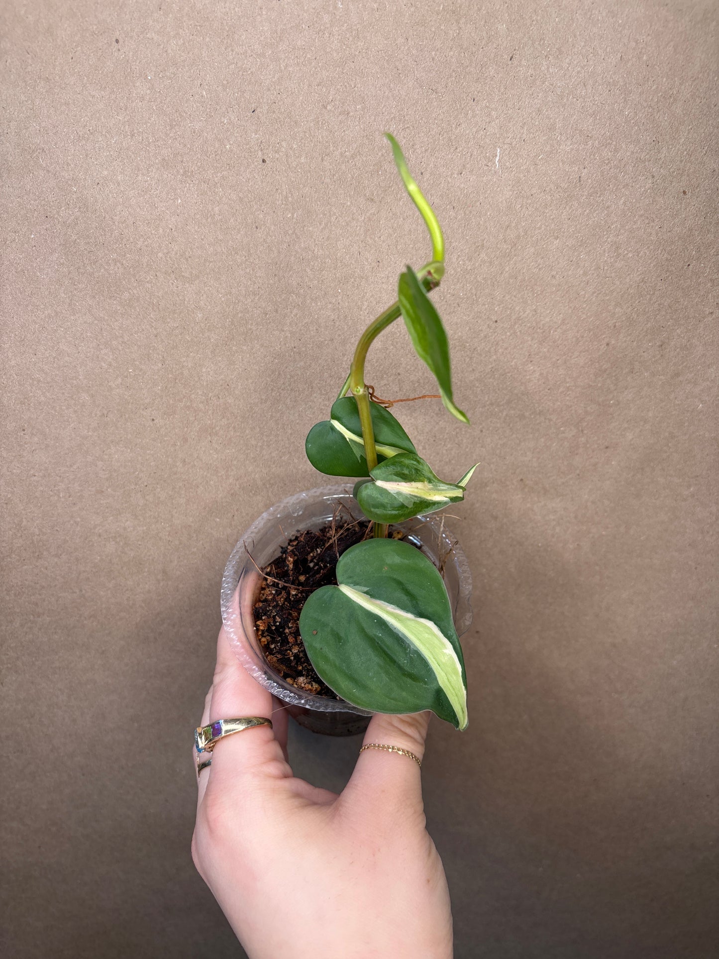 Philodendron Silver Stripe 3”