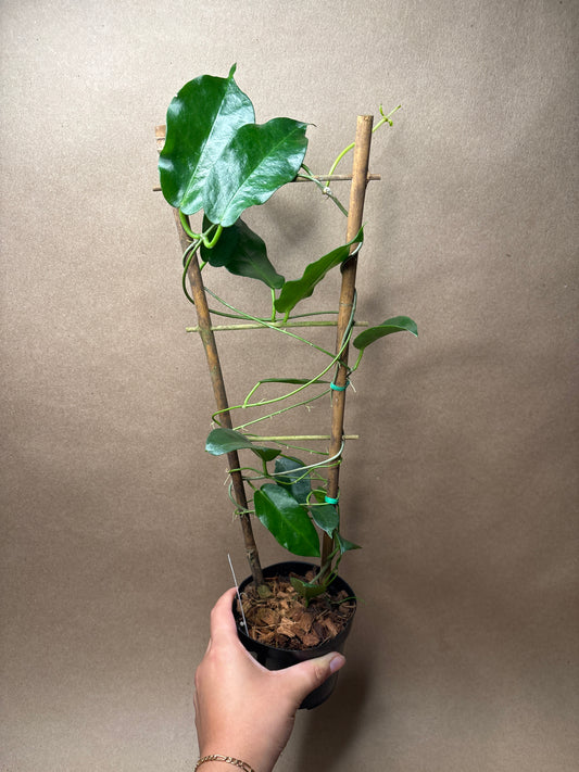 Hoya sp. PNG SV-441 4” Trellis