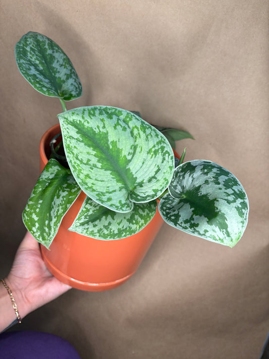 Scindapsus exotica