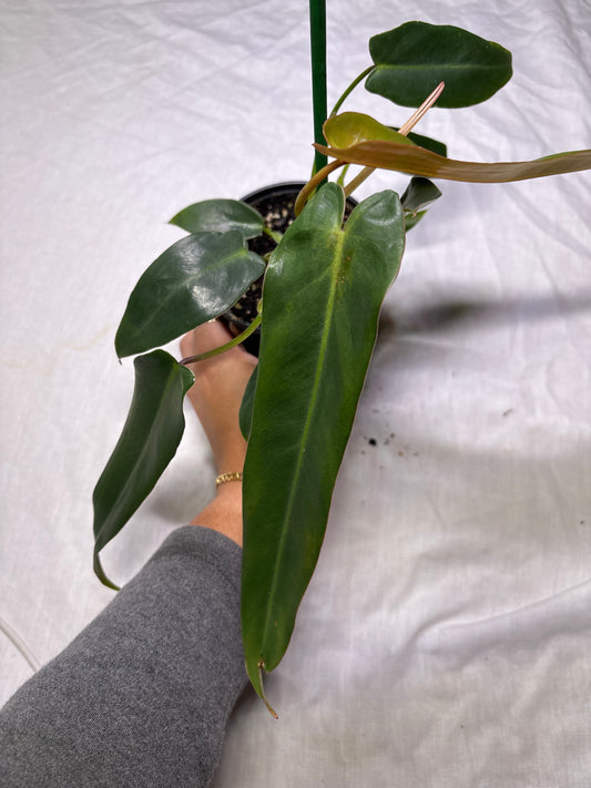 Philodendron Spiritus Sancti