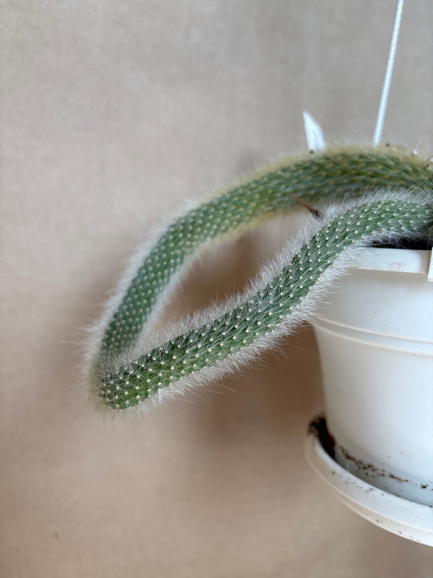 Monkey tail cactus