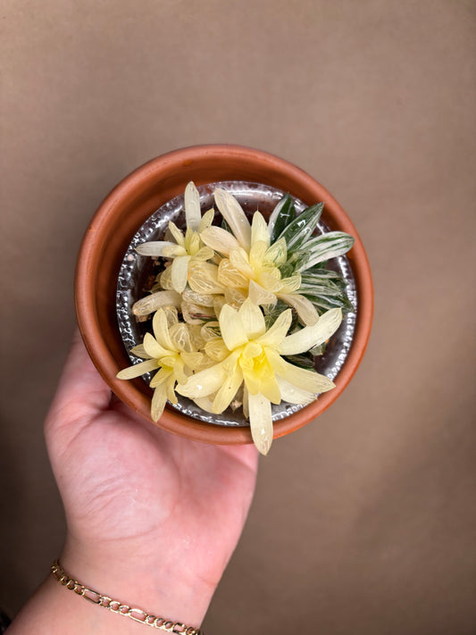 Haworthia Cooperii Variegated