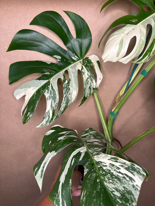 Monstera Deliciosa Albo
