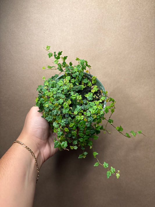 Ficus Pumila Quercifolia (String of Frogs)