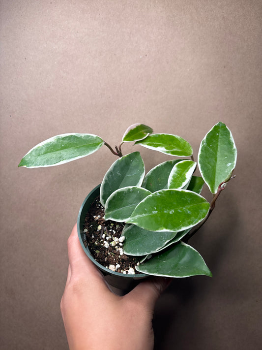 Hoya Carnosa Krimson Queen