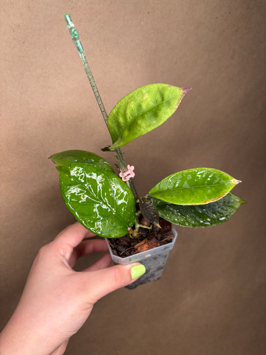Hoya Dragon Egg