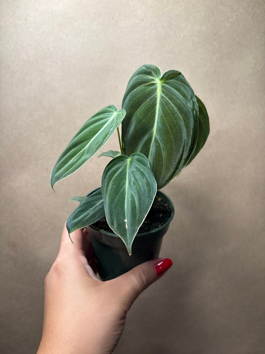 Philodendron Melano