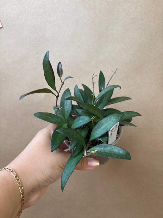 Hoya Rosita