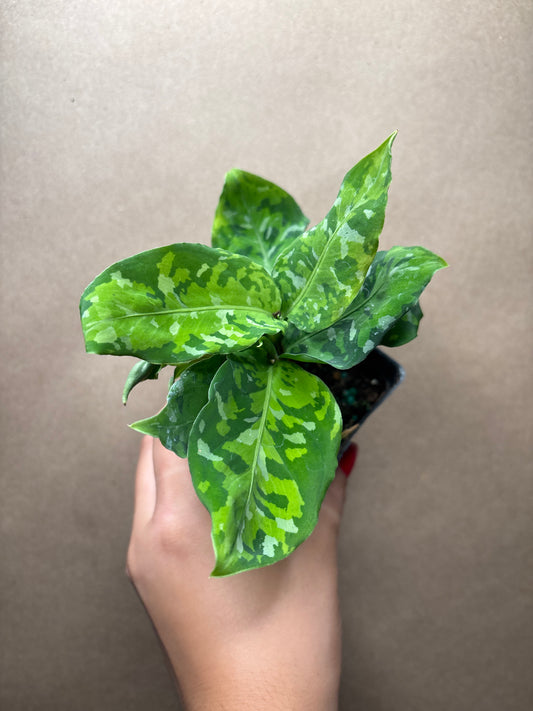 Aglaonema Pictum Tricolor