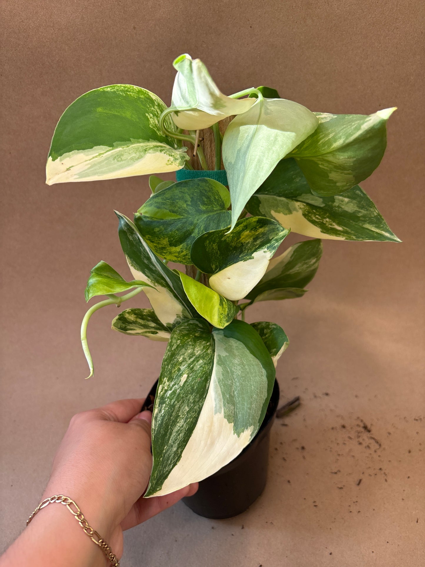 Scindapsus ‘Jade Satin’ (Yellow Variegated)