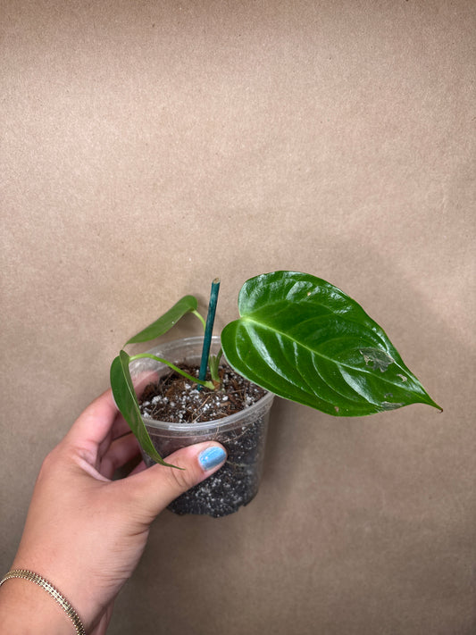 Anthurium Veitchii King