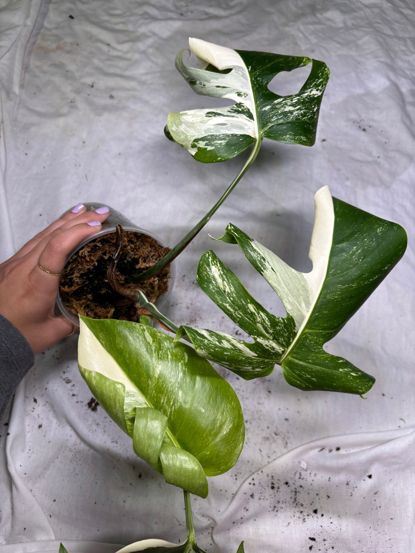 Monstera Deliciosa Albo