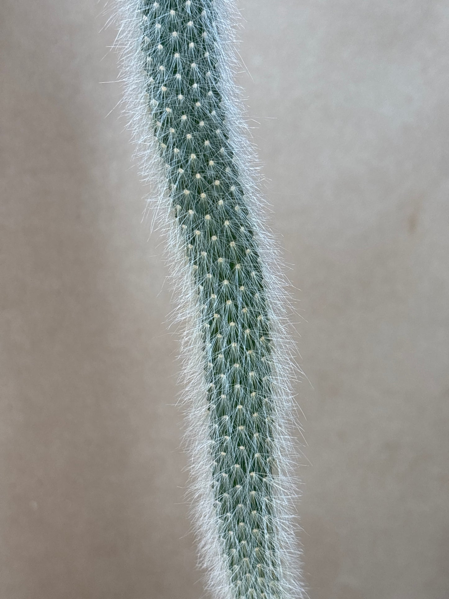 Monkey tail cactus