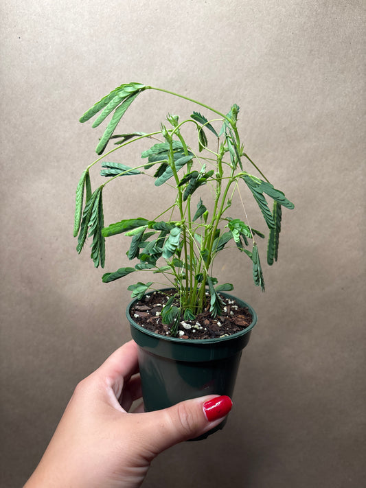 Sensitive Plant