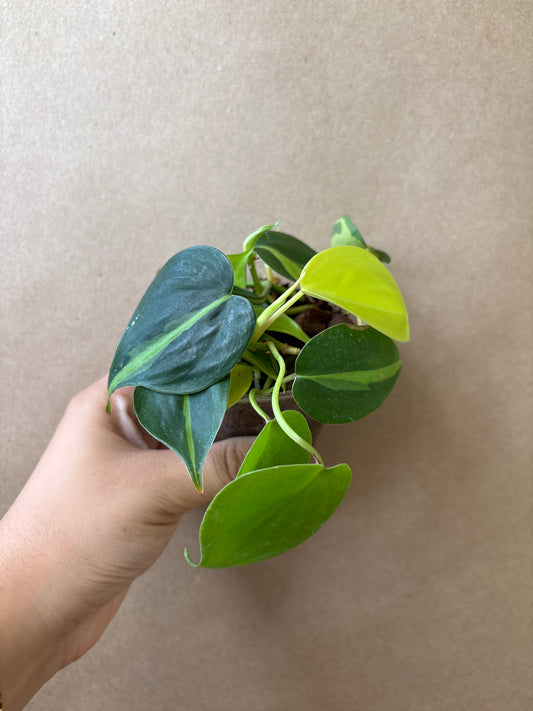 Philodendron Brazil 4”
