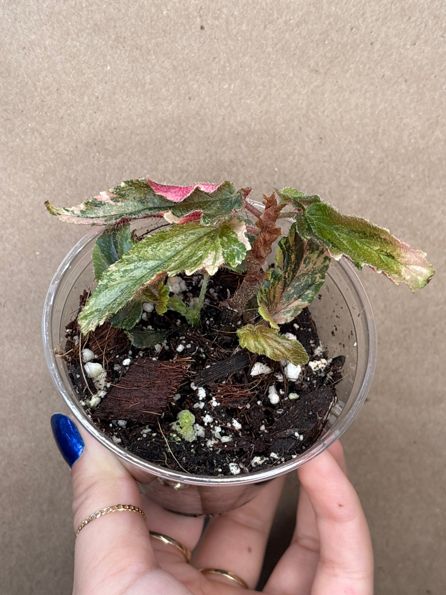 Begonia New Ginny Galaxy Variegated