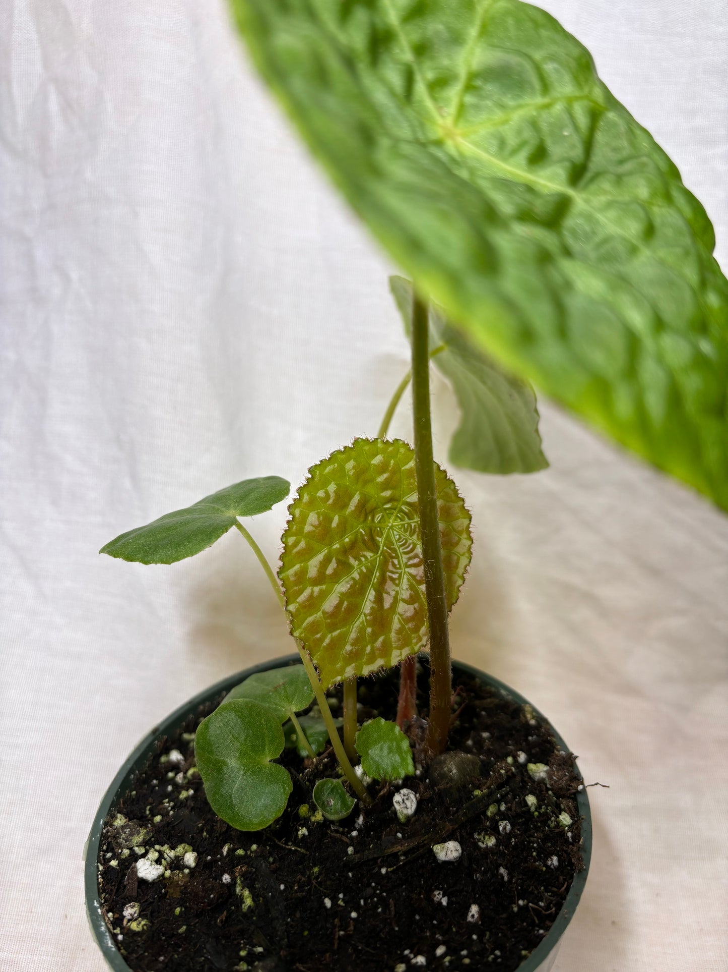 Begonia Natunaensis