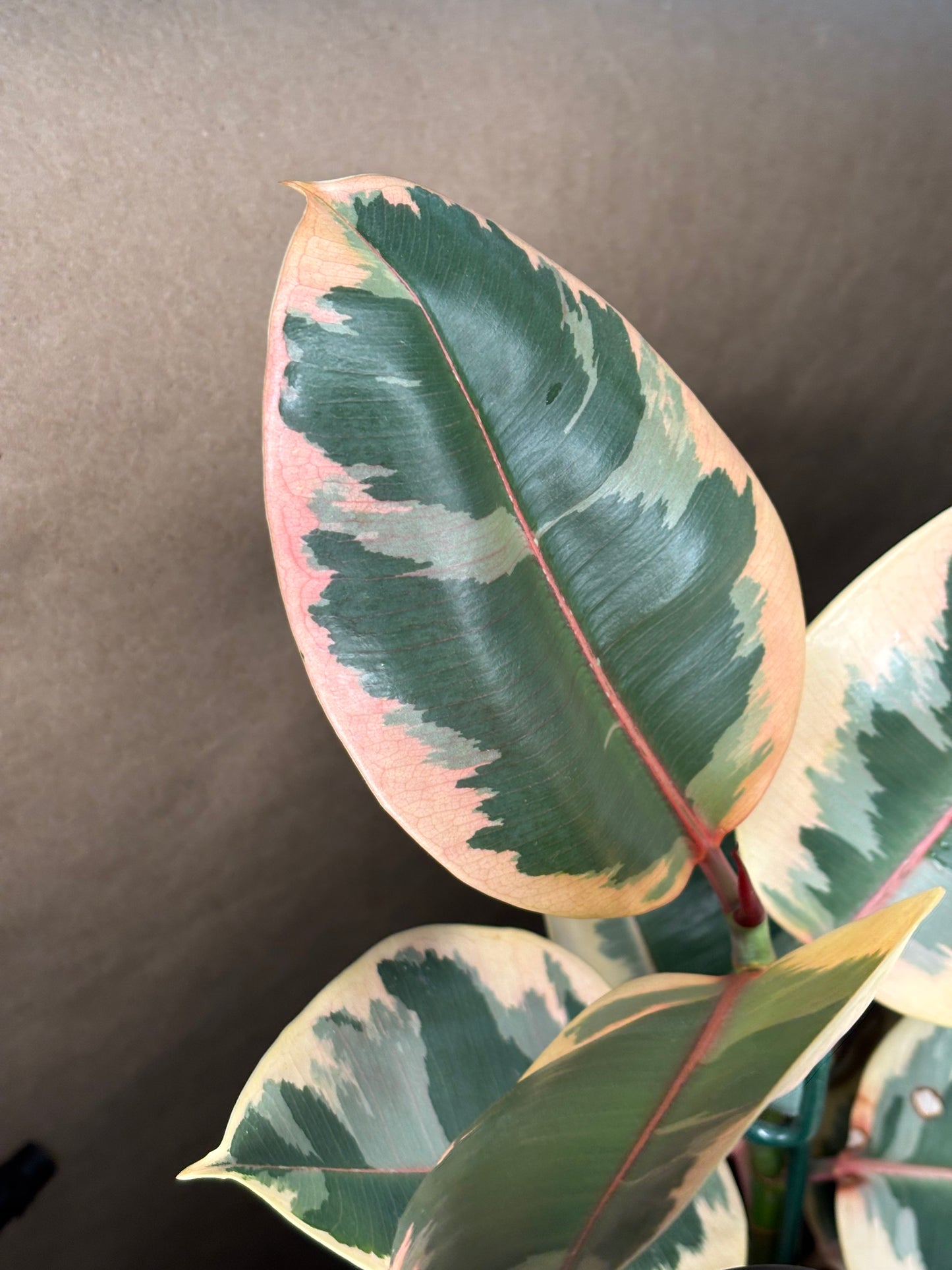 Ruby Rubber Tree