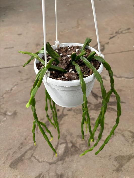 Rhipsalis Paradoxa