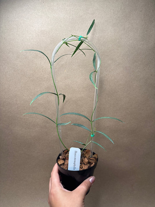 Hoya Stenophylla 4” Trellis