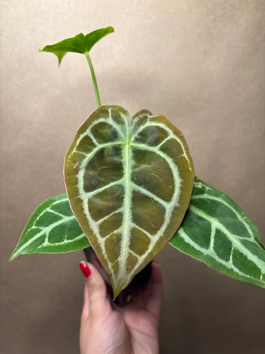 Anthurium Doc Block ? x Magnificum