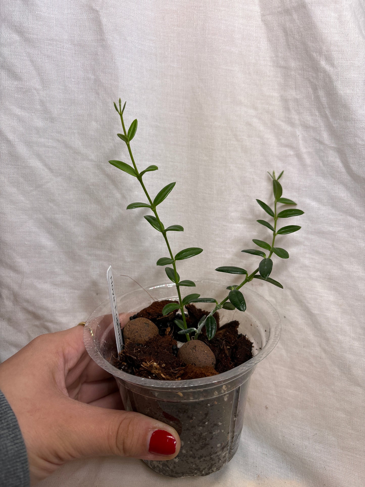 Hoya Engleriana