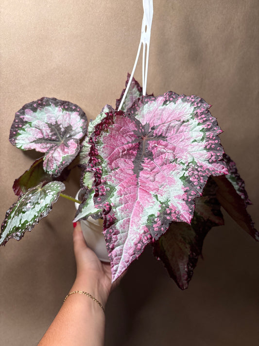 Begonia Emma’s Evolution™ celestial strawberry