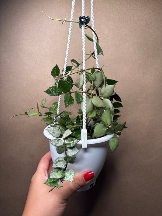 Hoya Krohniana Silver
