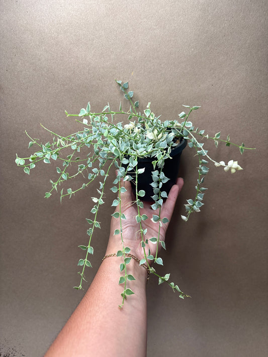 Dischidia 'Million Hearts' Variegated 4” Hanging Basket