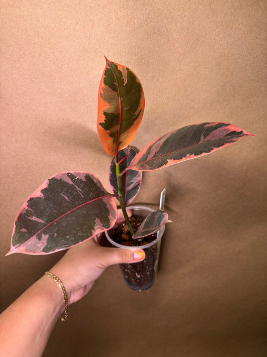 Ruby Rubber Tree