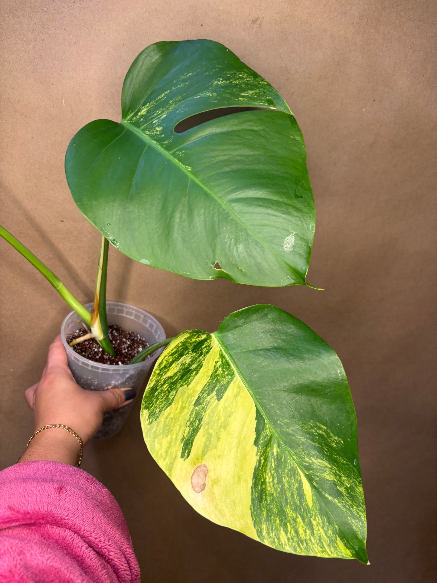 Monstera Deliciosa Aurea small form