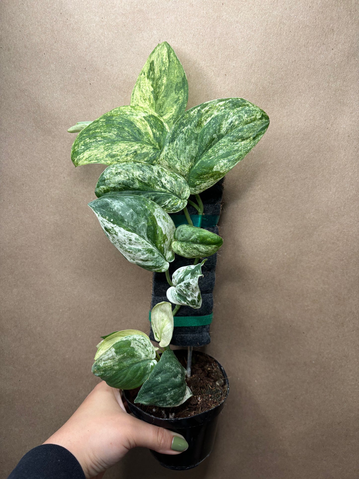 Scindapsus 'Jade Satin' Marble Variegated