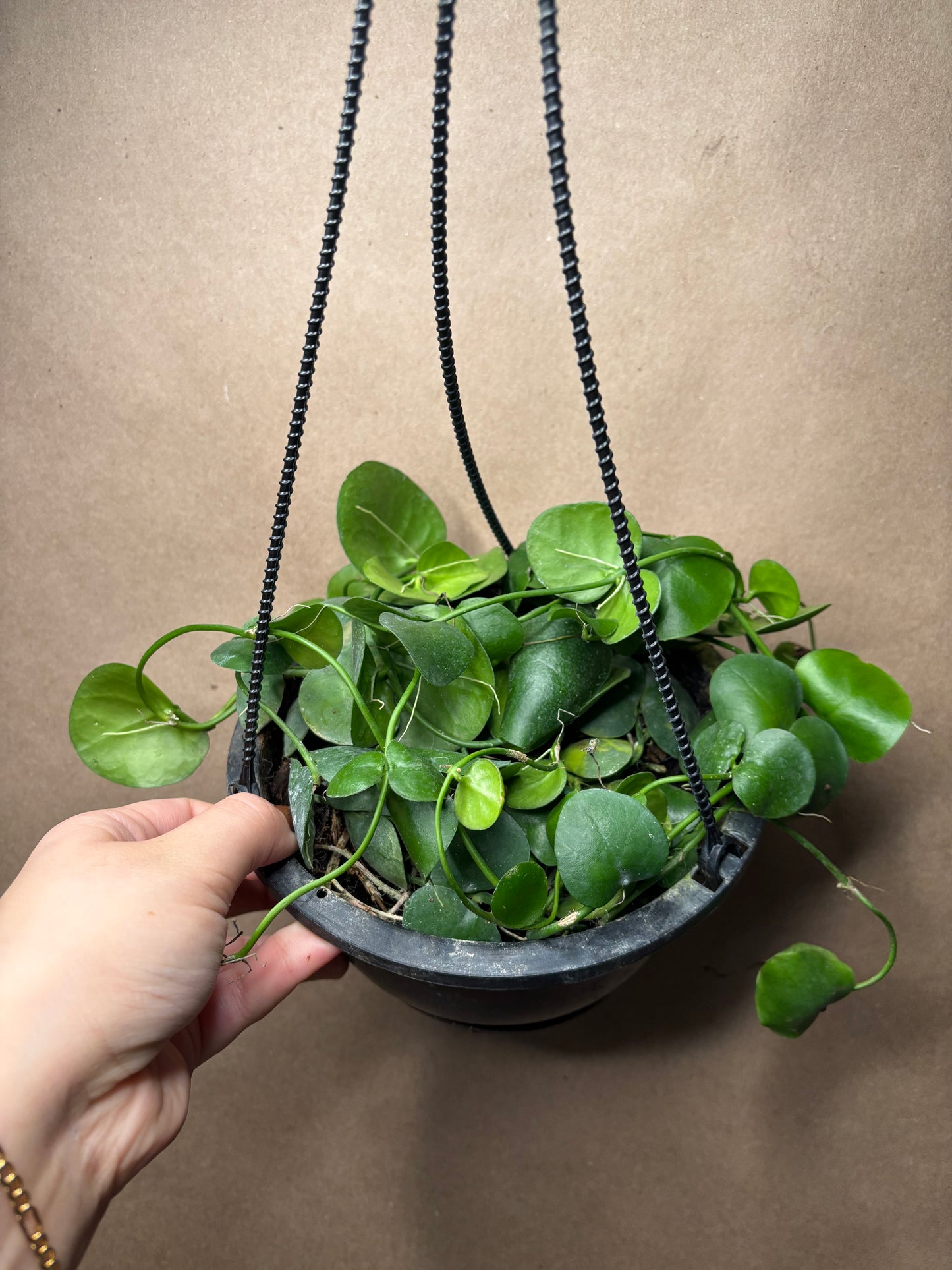 Dischidia sp. 'Camiguin Island'