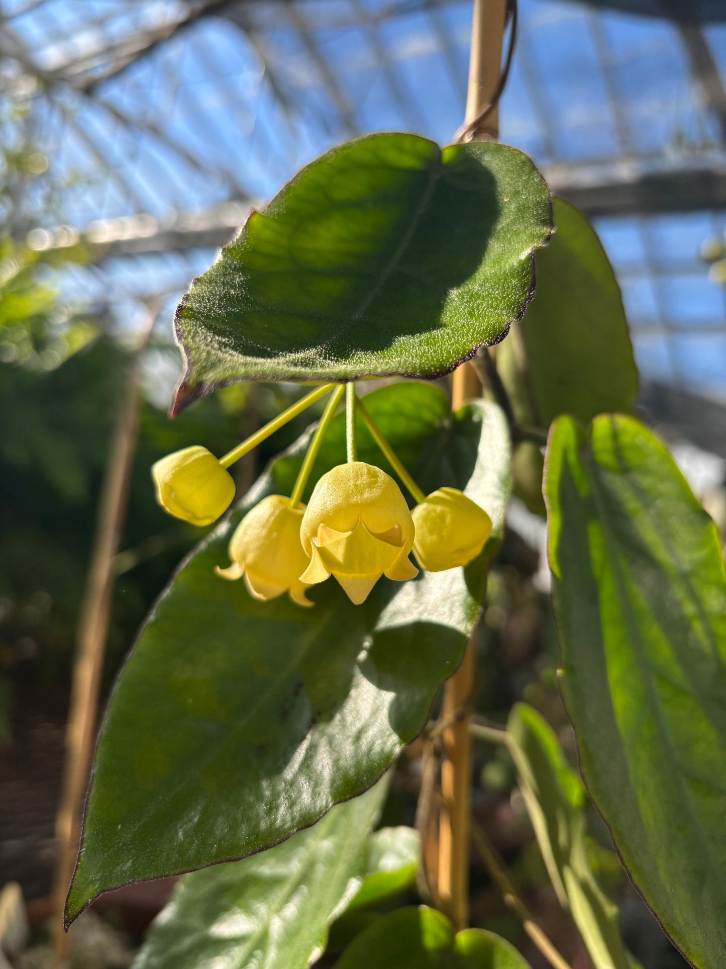 Hoya Inflata