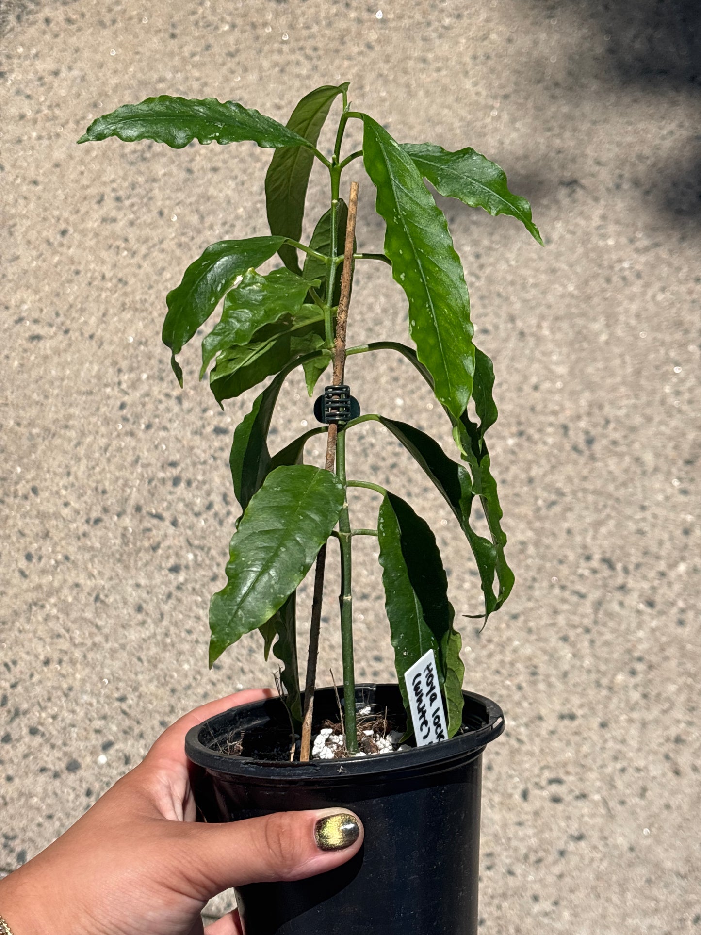 Hoya Lockii (white)