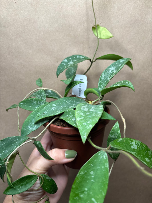 Hoya phuwuaensis Splash