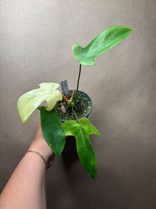 Philodendron Florida Ghost