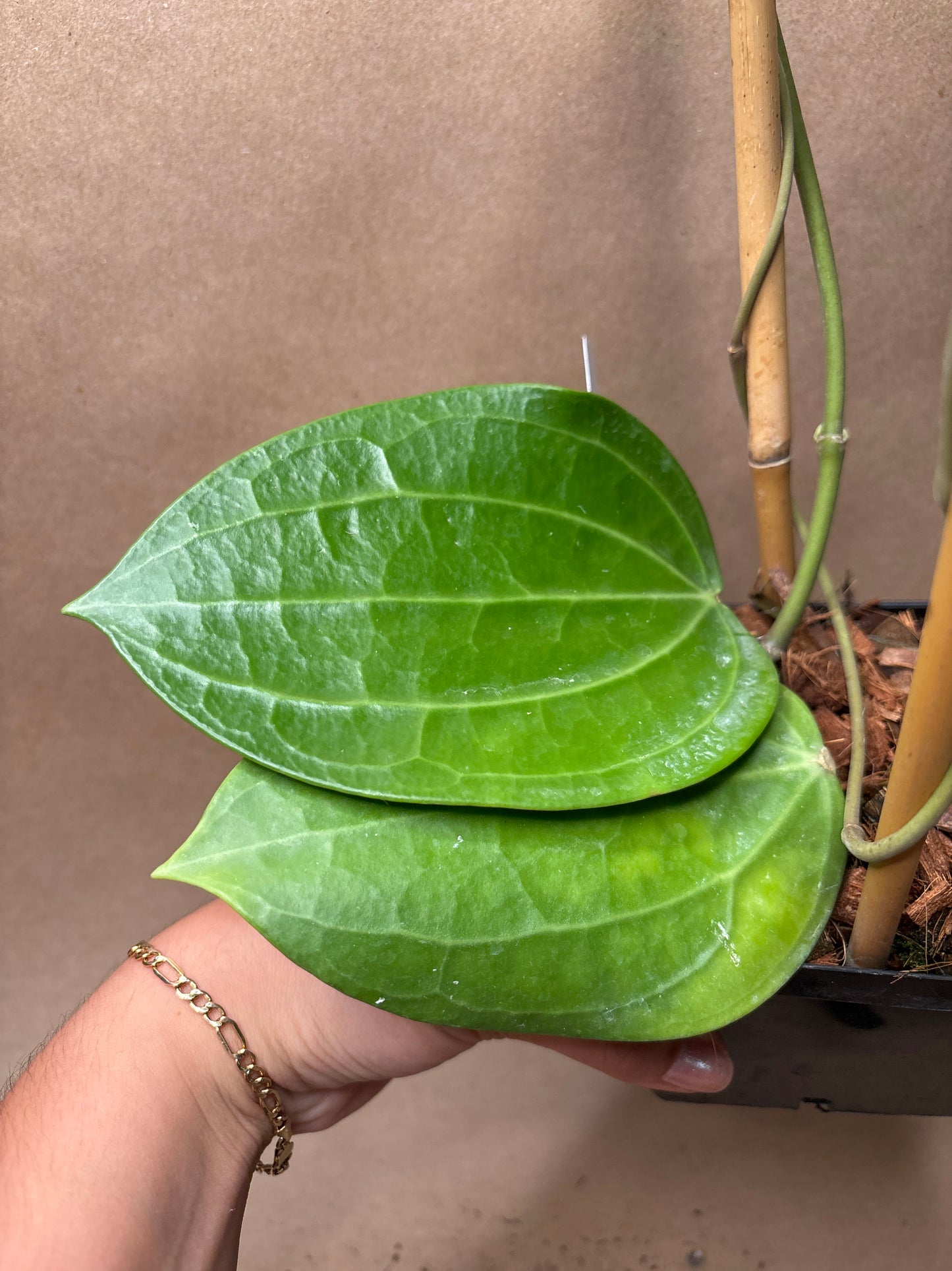 Hoya Latifolia ‘Dinner Plate’ 4” Trellis