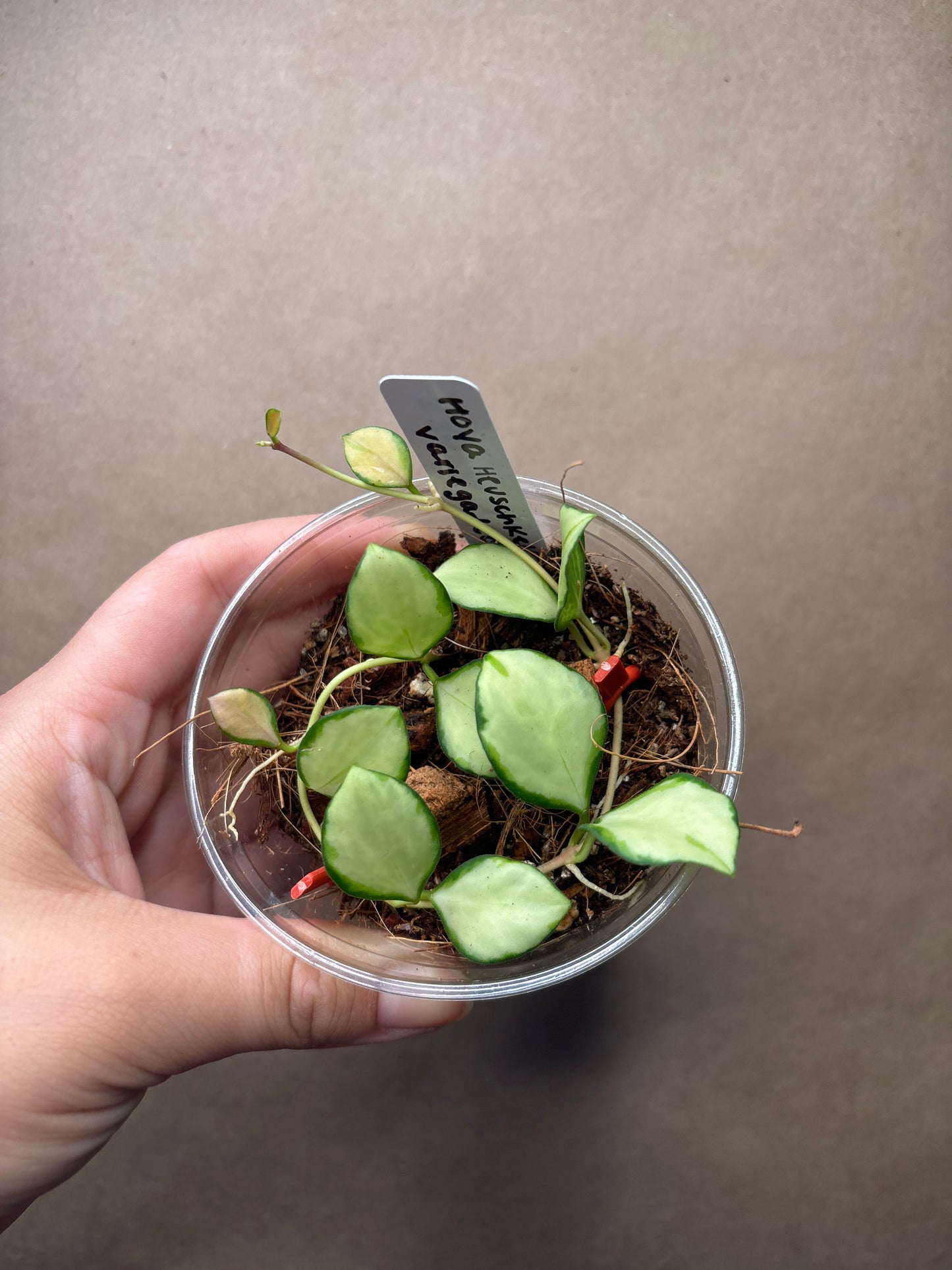Hoya Heuschkeliana inner Variegated