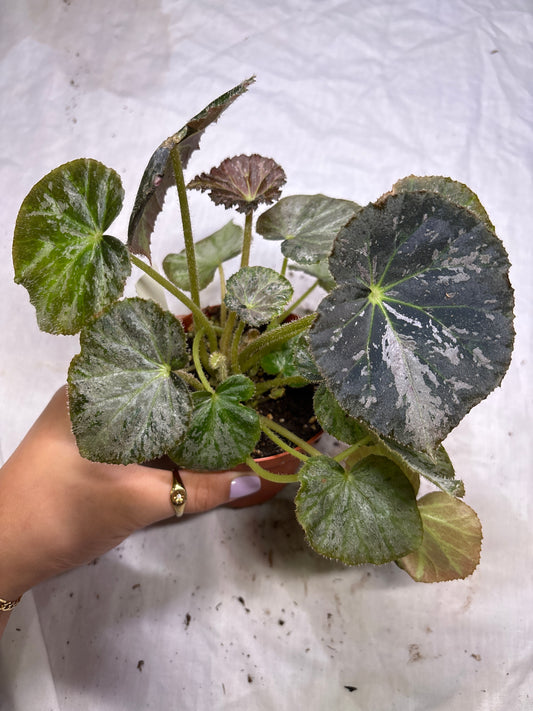 Begonia ‘Nola’