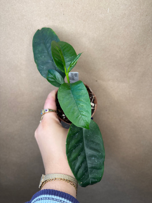 Hoya Multiflora