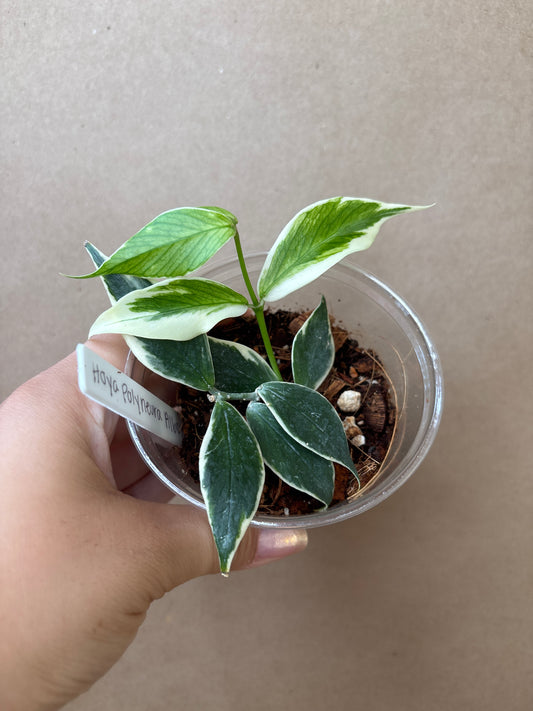 Hoya Polyneura Albo