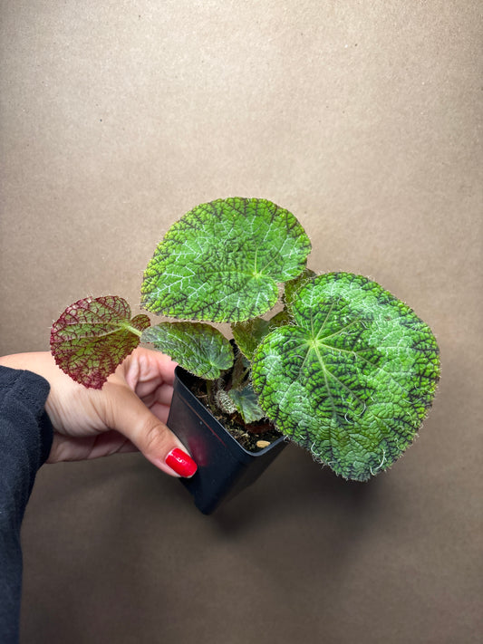 Begonia longiciliata ‘Sizemoreae’