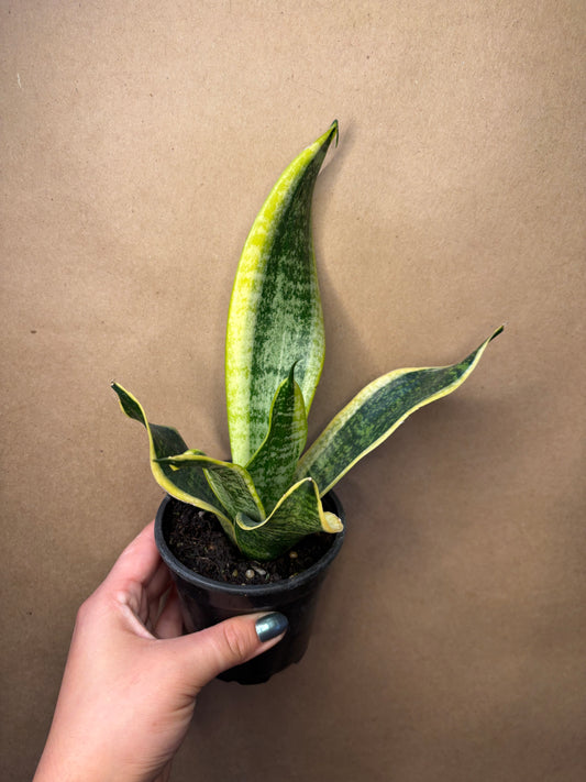 Snake plant with yellow variegation