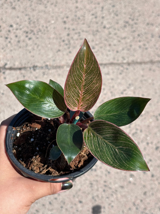 Philodendron Pink Birkin