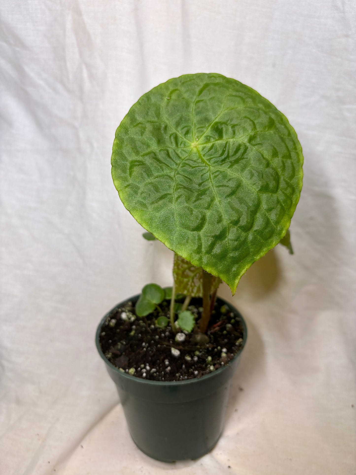 Begonia Natunaensis