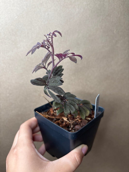 Solanum Uleanum