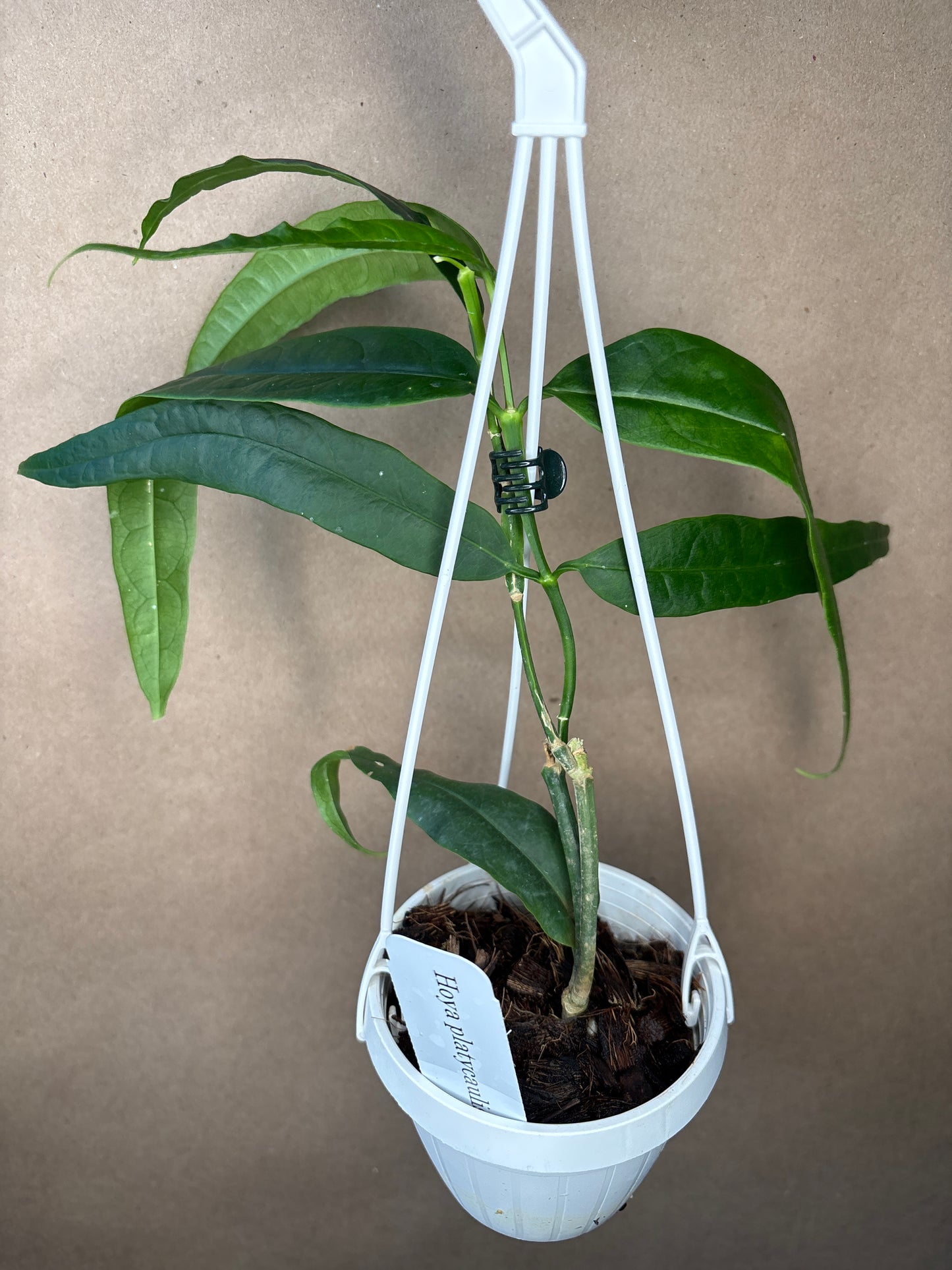 Hoya platycaulis